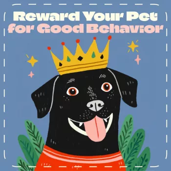 Reward-Based Training: How to Reward Dogs & Cats Right
