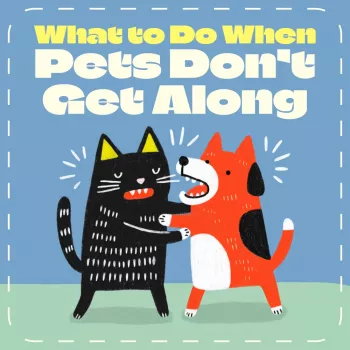 Pets Not Getting Along? A Calm 2-Week Reset Plan